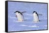 Chinstrap Penguin (Pygoscelis antarctica) two adults, walking on snow, Antarctic Peninsula-Jurgen & Christine Sohns-Framed Stretched Canvas