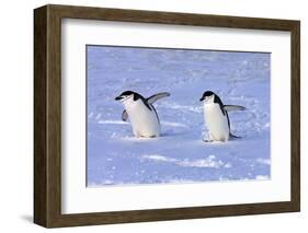 Chinstrap Penguin (Pygoscelis antarctica) two adults, walking on snow, Antarctic Peninsula-Jurgen & Christine Sohns-Framed Photographic Print