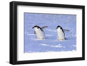 Chinstrap Penguin (Pygoscelis antarctica) two adults, walking on snow, Antarctic Peninsula-Jurgen & Christine Sohns-Framed Photographic Print