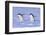 Chinstrap Penguin (Pygoscelis antarctica) two adults, walking on snow, Antarctic Peninsula-Jurgen & Christine Sohns-Framed Photographic Print