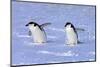 Chinstrap Penguin (Pygoscelis antarctica) two adults, walking on snow, Antarctic Peninsula-Jurgen & Christine Sohns-Mounted Photographic Print