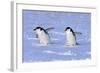 Chinstrap Penguin (Pygoscelis antarctica) two adults, walking on snow, Antarctic Peninsula-Jurgen & Christine Sohns-Framed Photographic Print