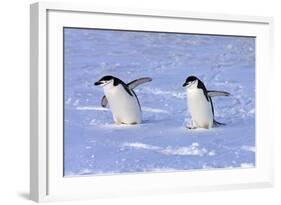 Chinstrap Penguin (Pygoscelis antarctica) two adults, walking on snow, Antarctic Peninsula-Jurgen & Christine Sohns-Framed Photographic Print