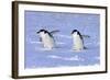 Chinstrap Penguin (Pygoscelis antarctica) two adults, walking on snow, Antarctic Peninsula-Jurgen & Christine Sohns-Framed Photographic Print