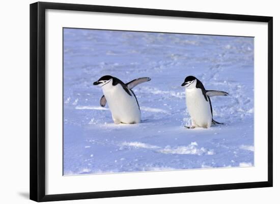 Chinstrap Penguin (Pygoscelis antarctica) two adults, walking on snow, Antarctic Peninsula-Jurgen & Christine Sohns-Framed Photographic Print