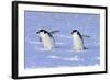 Chinstrap Penguin (Pygoscelis antarctica) two adults, walking on snow, Antarctic Peninsula-Jurgen & Christine Sohns-Framed Photographic Print