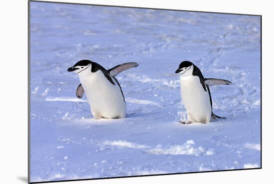 Chinstrap Penguin (Pygoscelis antarctica) two adults, walking on snow, Antarctic Peninsula-Jurgen & Christine Sohns-Mounted Photographic Print