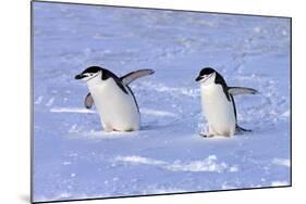 Chinstrap Penguin (Pygoscelis antarctica) two adults, walking on snow, Antarctic Peninsula-Jurgen & Christine Sohns-Mounted Photographic Print