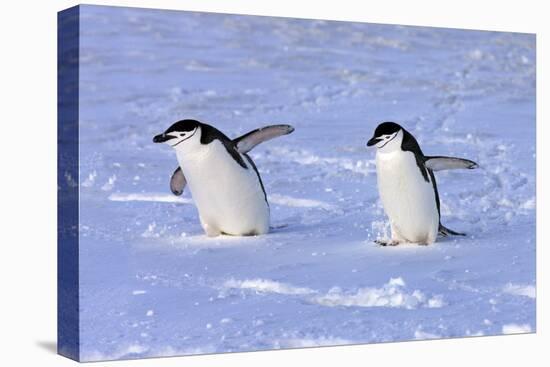 Chinstrap Penguin (Pygoscelis antarctica) two adults, walking on snow, Antarctic Peninsula-Jurgen & Christine Sohns-Stretched Canvas