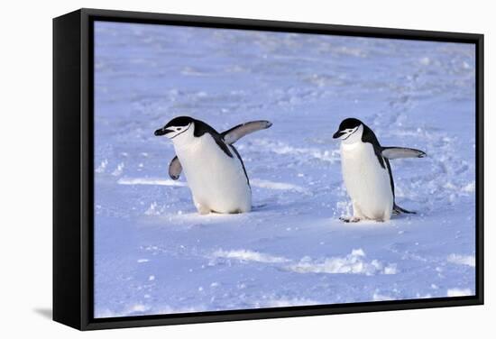 Chinstrap Penguin (Pygoscelis antarctica) two adults, walking on snow, Antarctic Peninsula-Jurgen & Christine Sohns-Framed Stretched Canvas