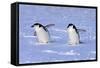 Chinstrap Penguin (Pygoscelis antarctica) two adults, walking on snow, Antarctic Peninsula-Jurgen & Christine Sohns-Framed Stretched Canvas