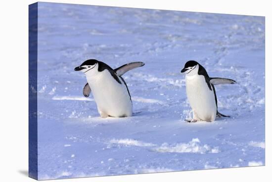 Chinstrap Penguin (Pygoscelis antarctica) two adults, walking on snow, Antarctic Peninsula-Jurgen & Christine Sohns-Stretched Canvas