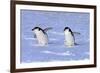 Chinstrap Penguin (Pygoscelis antarctica) two adults, walking on snow, Antarctic Peninsula-Jurgen & Christine Sohns-Framed Photographic Print