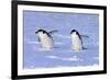 Chinstrap Penguin (Pygoscelis antarctica) two adults, walking on snow, Antarctic Peninsula-Jurgen & Christine Sohns-Framed Photographic Print