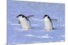 Chinstrap Penguin (Pygoscelis antarctica) two adults, walking on snow, Antarctic Peninsula-Jurgen & Christine Sohns-Mounted Photographic Print