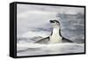 Chinstrap Penguin standing in ocean along Bailey Head, Antarctica-Paul Souders-Framed Stretched Canvas