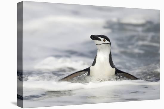 Chinstrap Penguin standing in ocean along Bailey Head, Antarctica-Paul Souders-Stretched Canvas