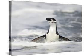 Chinstrap Penguin standing in ocean along Bailey Head, Antarctica-Paul Souders-Stretched Canvas