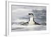 Chinstrap Penguin standing in ocean along Bailey Head, Antarctica-Paul Souders-Framed Photographic Print