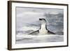 Chinstrap Penguin standing in ocean along Bailey Head, Antarctica-Paul Souders-Framed Photographic Print