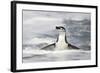 Chinstrap Penguin standing in ocean along Bailey Head, Antarctica-Paul Souders-Framed Photographic Print