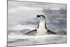 Chinstrap Penguin standing in ocean along Bailey Head, Antarctica-Paul Souders-Mounted Photographic Print
