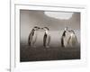 Chinstrap Penguin. Whaler's Bay, Deception Island. Antarctica.-Tom Norring-Framed Photographic Print