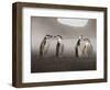 Chinstrap Penguin. Whaler's Bay, Deception Island. Antarctica.-Tom Norring-Framed Photographic Print