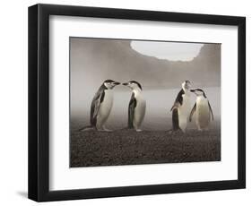 Chinstrap Penguin. Whaler's Bay, Deception Island. Antarctica.-Tom Norring-Framed Photographic Print