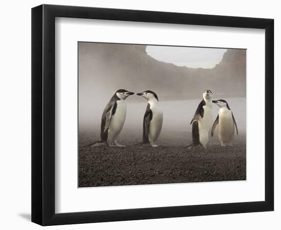 Chinstrap Penguin. Whaler's Bay, Deception Island. Antarctica.-Tom Norring-Framed Photographic Print