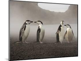 Chinstrap Penguin. Whaler's Bay, Deception Island. Antarctica.-Tom Norring-Mounted Photographic Print