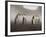 Chinstrap Penguin. Whaler's Bay, Deception Island. Antarctica.-Tom Norring-Framed Photographic Print