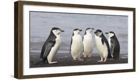 Chinstrap Penguin. Whaler's Bay, Deception Island. Antarctica.-Tom Norring-Framed Photographic Print