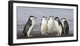 Chinstrap Penguin. Whaler's Bay, Deception Island. Antarctica.-Tom Norring-Framed Photographic Print