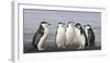 Chinstrap Penguin. Whaler's Bay, Deception Island. Antarctica.-Tom Norring-Framed Photographic Print