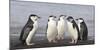 Chinstrap Penguin. Whaler's Bay, Deception Island. Antarctica.-Tom Norring-Mounted Photographic Print