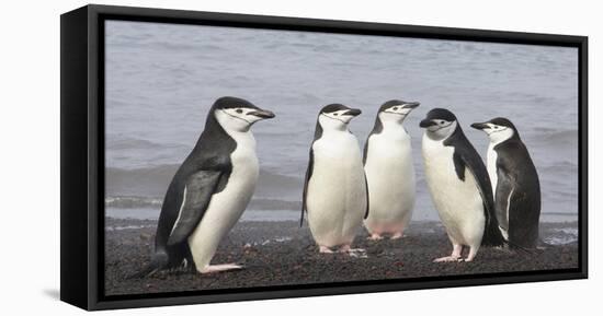 Chinstrap Penguin. Whaler's Bay, Deception Island. Antarctica.-Tom Norring-Framed Stretched Canvas