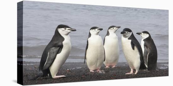 Chinstrap Penguin. Whaler's Bay, Deception Island. Antarctica.-Tom Norring-Stretched Canvas