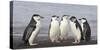 Chinstrap Penguin. Whaler's Bay, Deception Island. Antarctica.-Tom Norring-Stretched Canvas