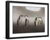 Chinstrap Penguin. Whaler's Bay, Deception Island. Antarctica.-Tom Norring-Framed Photographic Print