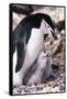 Chinstrap Penguin with Two Chicks in Antarctica-Paul Souders-Framed Stretched Canvas