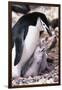 Chinstrap Penguin with Two Chicks in Antarctica-Paul Souders-Framed Photographic Print