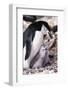 Chinstrap Penguin with Two Chicks in Antarctica-Paul Souders-Framed Photographic Print