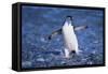 Chinstrap Penguin-DLILLC-Framed Stretched Canvas