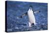 Chinstrap Penguin-DLILLC-Stretched Canvas