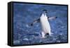 Chinstrap Penguin-DLILLC-Framed Stretched Canvas