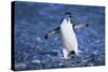 Chinstrap Penguin-DLILLC-Stretched Canvas