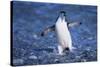 Chinstrap Penguin-DLILLC-Stretched Canvas
