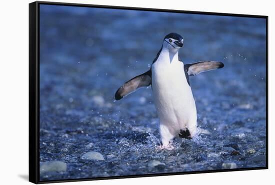 Chinstrap Penguin-DLILLC-Framed Stretched Canvas