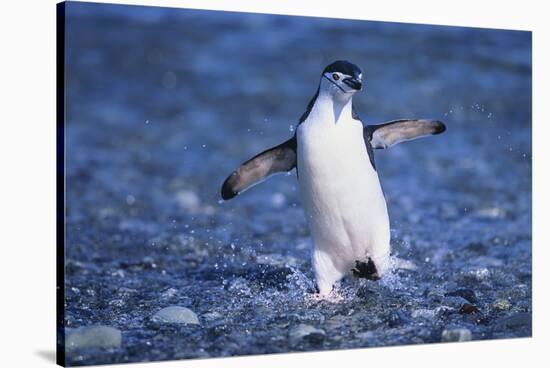 Chinstrap Penguin-DLILLC-Stretched Canvas